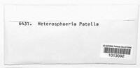 Heterosphaeria patella image